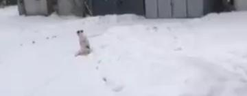 У Рені відкрили кримінальне провадження через стрілянину по безпритульному собаці