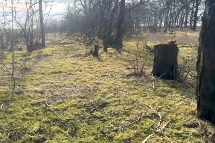 На Одещині виявили незаконну вирубку понад сотні дерев у лісосмузі