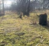 На Одещині виявили незаконну вирубку понад сотні дерев у лісосмузі