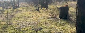 На Одещині виявили незаконну вирубку понад сотні дерев у лісосмузі