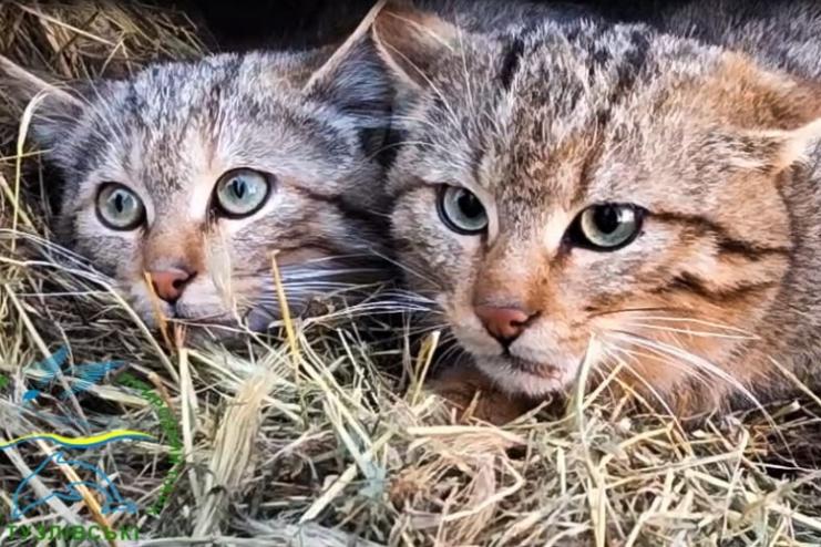 П’ятеро лісових котів оселилися у нацпарку «Тузлівські лимани»