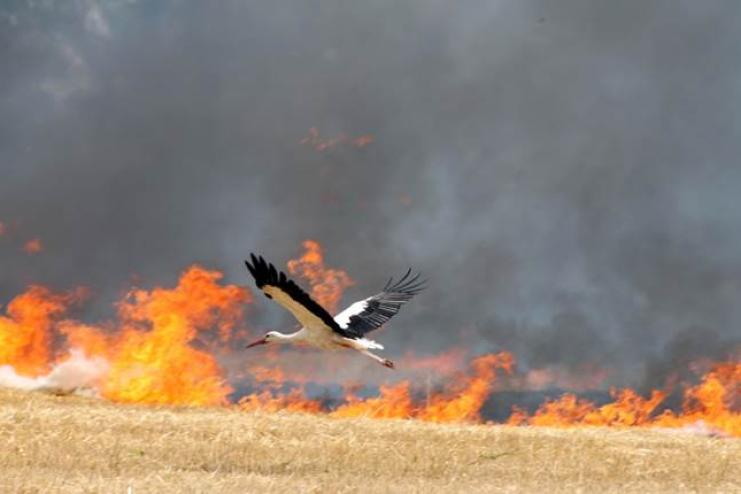 «Люди, прошу вас, не спалюйте весну»: за підпал сухостою — штрафи і серйозні наслідки