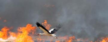 «Люди, прошу вас, не спалюйте весну»: за підпал сухостою — штрафи і серйозні наслідки