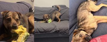 Врятували й прилаштували: собаки, замучені дітьми на Одещині, знайшли нові сім’ї