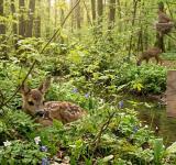 В Україні розпочався «сезон тиші»: що заборонено до 15 червня