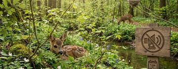 В Україні розпочався «сезон тиші»: що заборонено до 15 червня