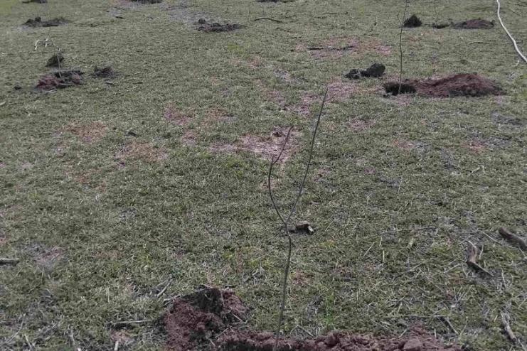 У селі Криничне триває відновлення зелених насаджень: висаджено нову ділянку дерев