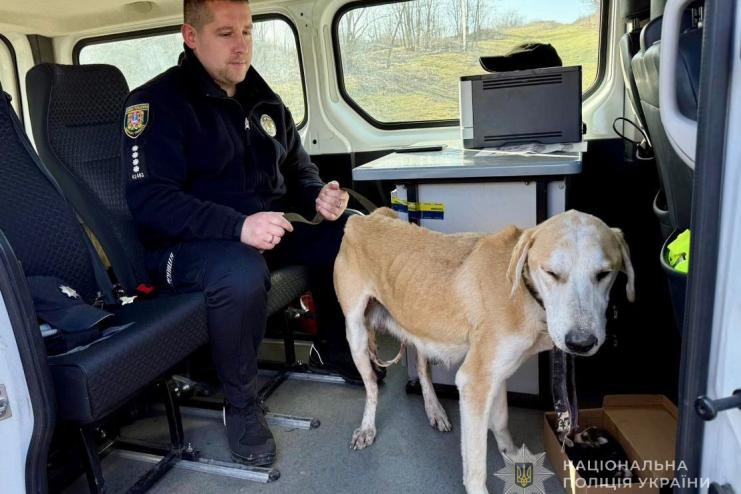 На Одещині чоловік вистрелив у собаку з цуценятами: йому повідомили про підозру