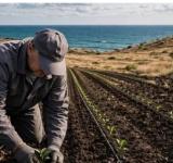 Чай із Бессарабії: на півдні Одещини закладають першу промислову плантацію
