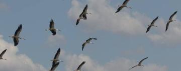 Через негоду на півдні Одещини зупинилися тисячі лелек