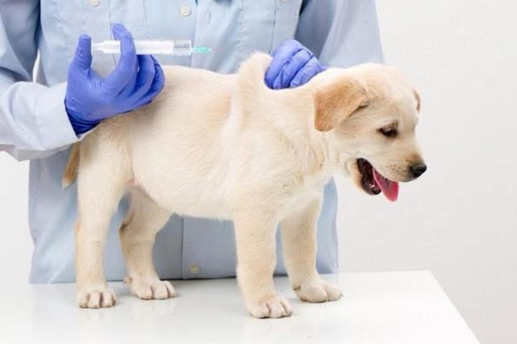 Бессарабська селищна рада спростувала чутки про отруєння безпритульних собак