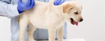 Бессарабська селищна рада спростувала чутки про отруєння безпритульних собак