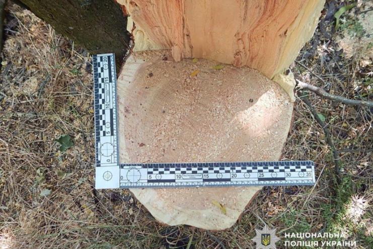 Пиляли дерева на околицях сіл і продавали: на Одещині судитимуть двох чоловіків