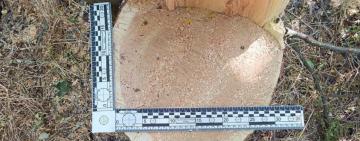 Пиляли дерева на околицях сіл і продавали: на Одещині судитимуть двох чоловіків