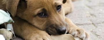 В Ізмаїлі реалізують програму гуманного регулювання чисельності безпритульних собак