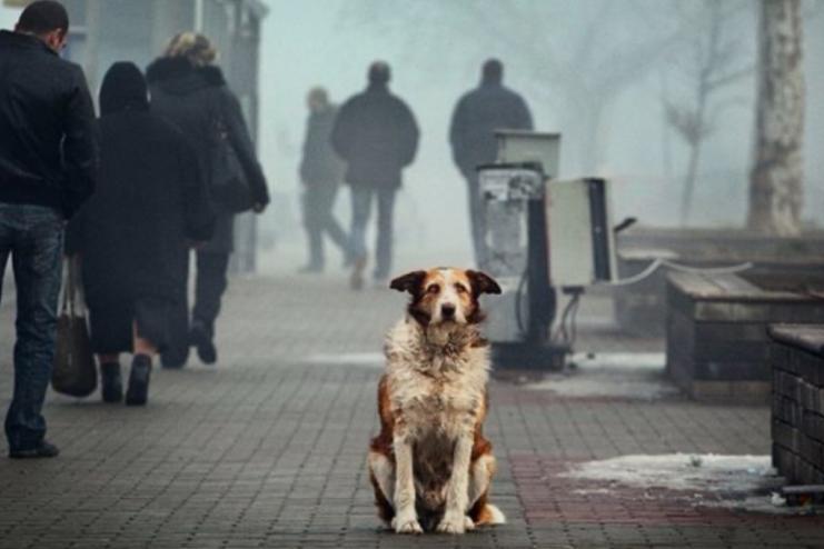 Ізмаїл продовжує реалізацію гуманної програми регулювання чисельності безпритульних собак
