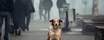 Ізмаїл продовжує реалізацію гуманної програми регулювання чисельності безпритульних собак