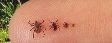 Обережно, кліщі: на Одещині вже зафіксовано перші звернення через укуси