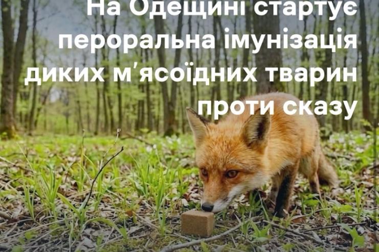 Пероральна вакцинація диких тварин проти сказу стартує на одещині у квітні–травні