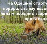 Пероральна вакцинація диких тварин проти сказу стартує на одещині у квітні–травні