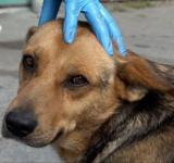 У Бессарабській громаді проведуть масштабну стерилізацію безпритульних собак