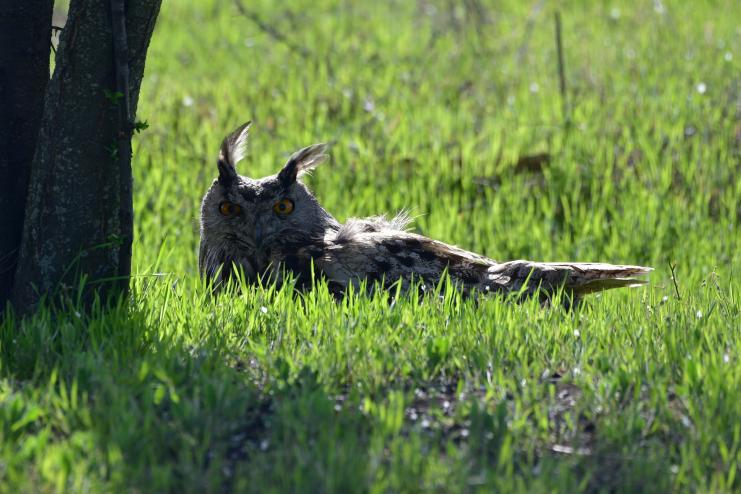 У дельту Дунаю повертається пугач: в Україну випустили вже 19 рідкісних птахів