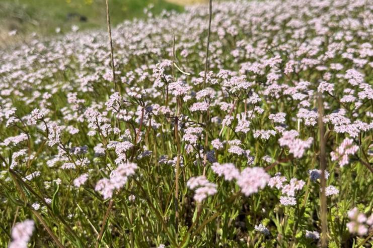 У степах Бессарабії зафіксували осередки валеріани