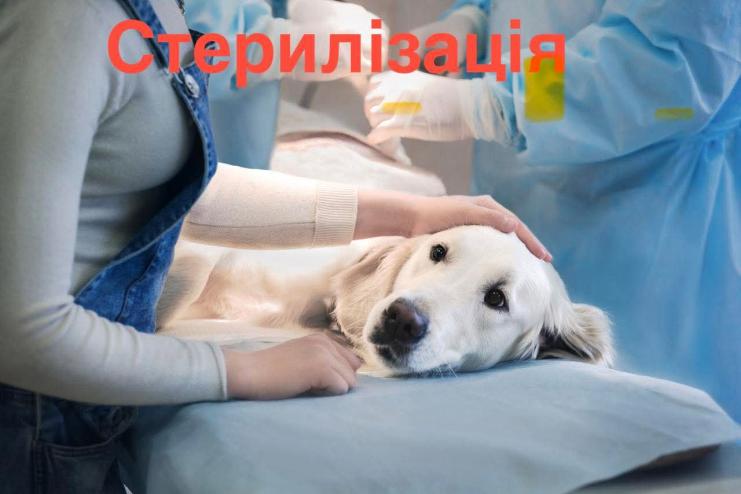 У Бессарабській громаді проведуть масову стерилізацію безпритульних собак