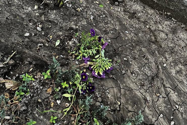 Наруга над пам’яттю: у Плахтіївській громаді вандали понівечили Алею Слави