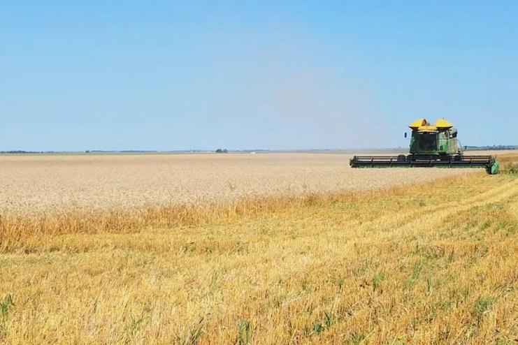 У Бессарабській громаді жнива наближаються до завершення: вже обмолочено 65% площ