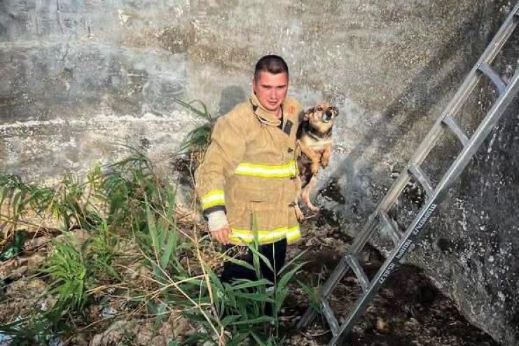 У селі Виноградівка рятувальники визволили собаку з глибокої ями