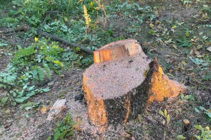 Жителю Плахтіївської громади загрожує відповідальність за три зрубані дуби: збитки сягають 49 тисяч гривень