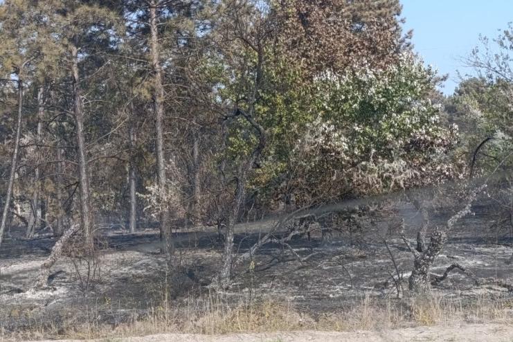 Біля Вилкового та Лісків сталася пожежа в хвойному лісі