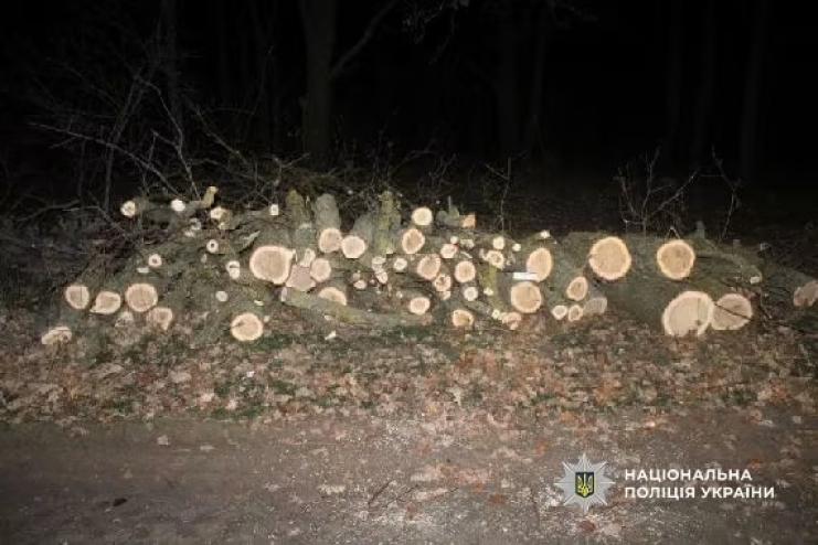 За незаконну вирубку п’яти дубів двоє жителів Арциза отримали умовний термін