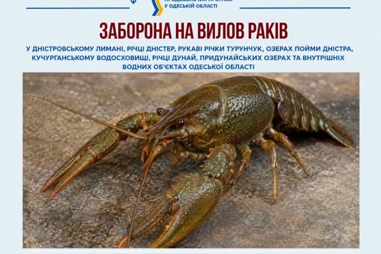 На Одещині вводять заборону на вилов раків: коли та де не можна ловити
