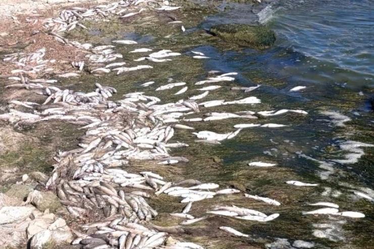 На Хаджибейському лимані зафіксували масовий замор водних біоресурсів
