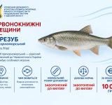 У водоймах Одещини мешкає рідкісний вирезуб: рибоохорона нагадує про захист виду