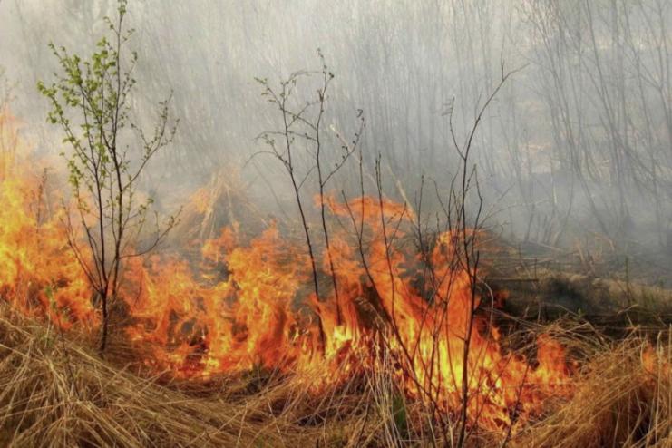 Пожежа в Дунайському біосферному заповіднику знищила 146 гектарів природних угідь 